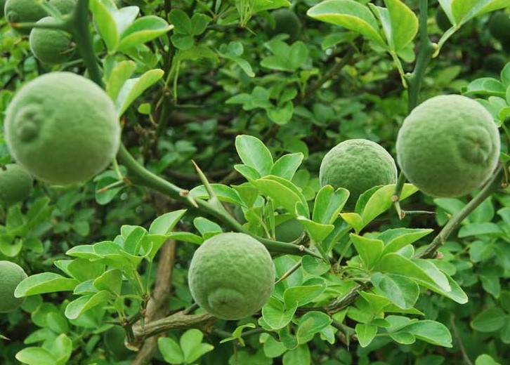 Poncirus Trifoliata Fruit Extract.JPG